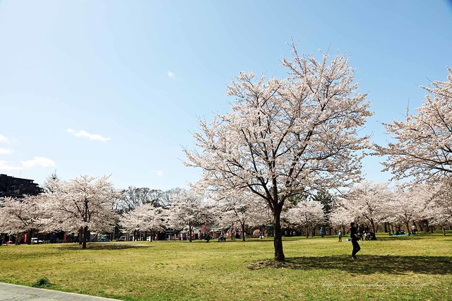 西公園　桜