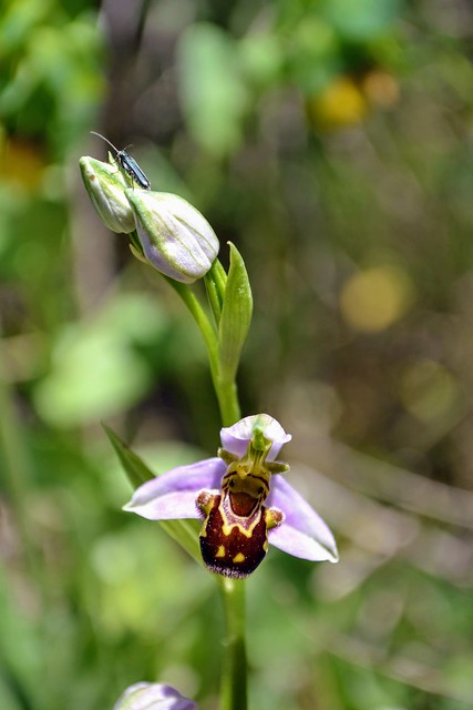 Ophrys apifera, Fior di vespa.