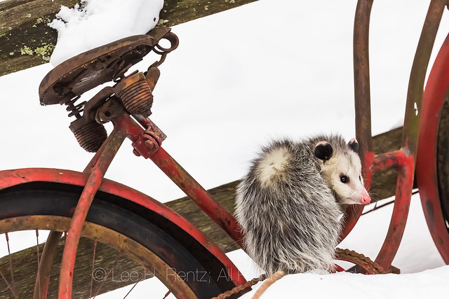 Opossum and Old Red Bicycle in Central Michigan