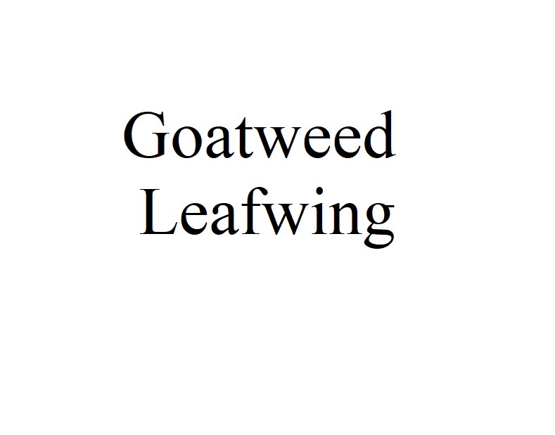Goatweed Leafwing