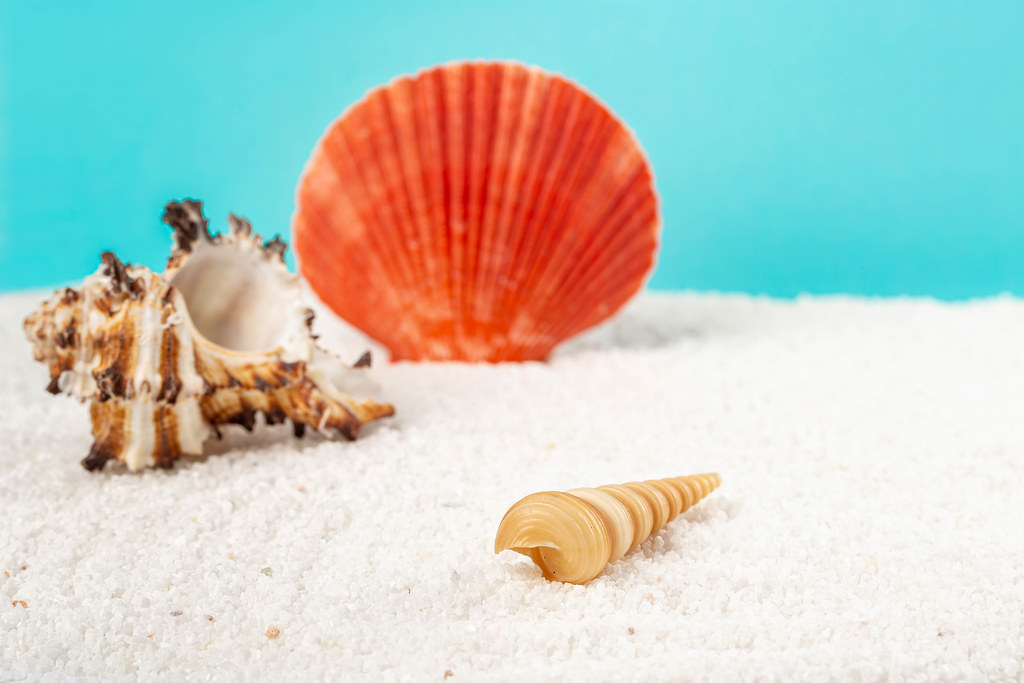 Seashells on the beach, summer background | 🇩🇪Professional… | Flickr