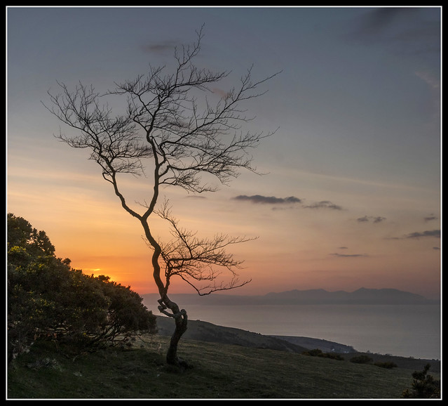 The lone tree at sunset in Ayrshire.