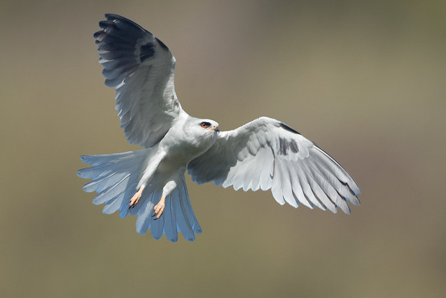 White-tailed Kite (X13_5344C)