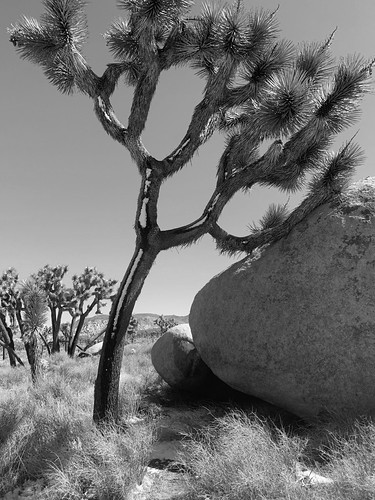 desert intelligence | by bmeabroad