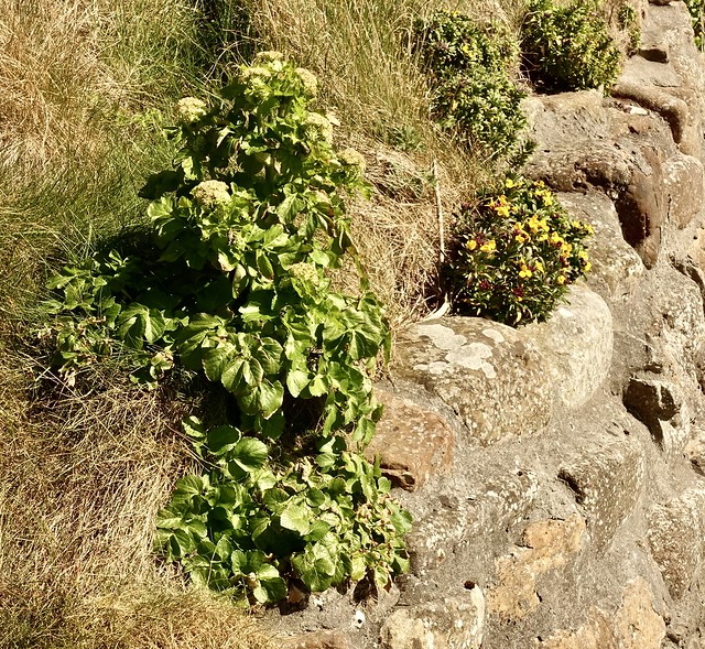 Scots Lovage on cliffs and walls : Ligusticum scoticum