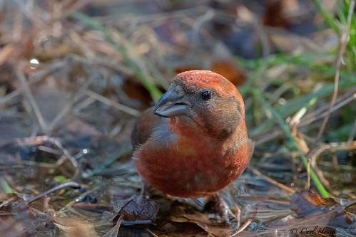 Red Crossbill | by houckc1991