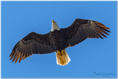 eagle eagles americanbaldeagle raptor raptors birdsofprey