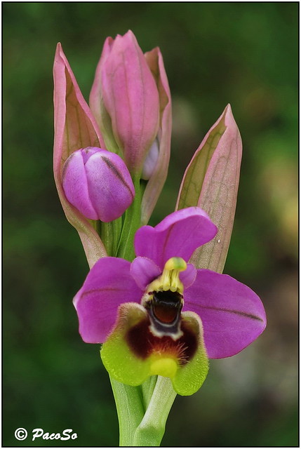 Ophrys Tenthredinifera (silvestre)