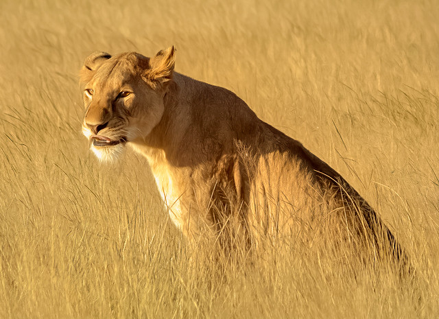 Lioness, Amboseli National Park, Kenya