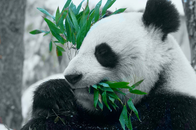 a small lazy cute beautiful panda eats his probably delicious bamboo in winter in the Moscow zoo near Krasnopresnenskaya metro station