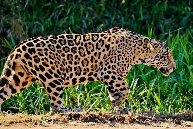 Jaguar Stalking ( Panthera onca )