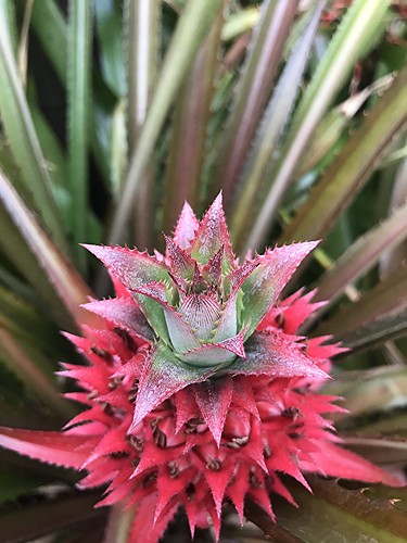 pineapple bromeliad red green fruit leaves susanfordcollins biscayneparkflorida livinginajungle petermax s5