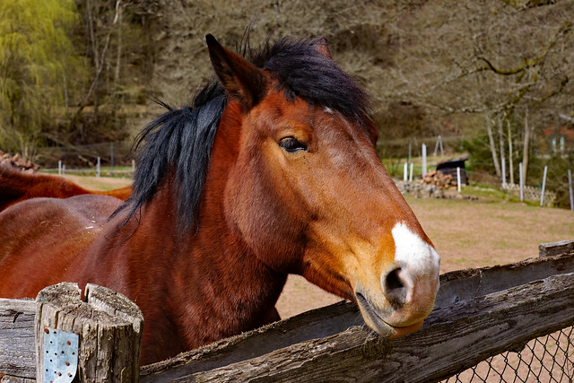 Equus caballus - Hauspferd