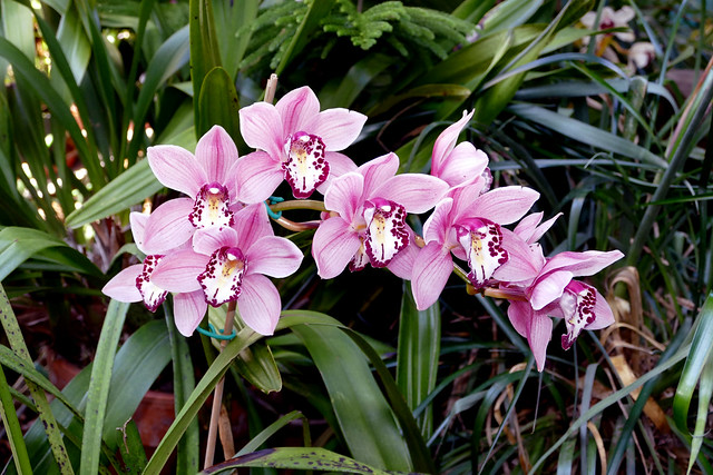 Cymbidium Exeter Glassy Star hybrid orchid, 1st bloom  3-21*