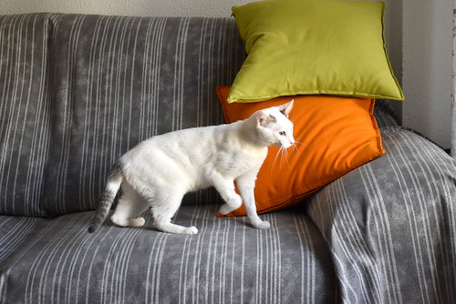 Anakin, gatito blanco con toques azules muy mimoso esterilizado, nacido en Septiembre´20, en adopción. Valencia. ADOPTADO.  51121335517_bf2734ace8