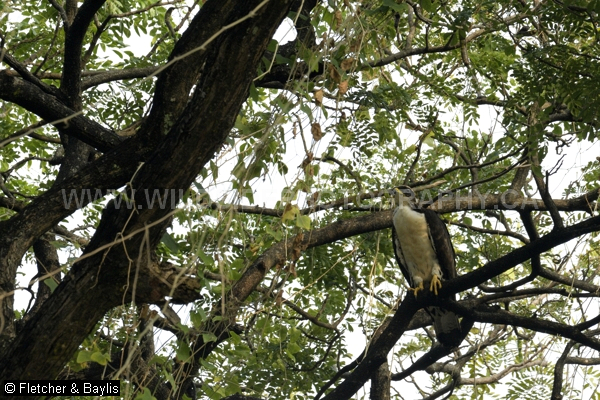 51688 A recently fledged Oriental Honey Buzzard (Pernis ptilorhynchus torquatus) still returns to the nest tree daily, Perak, Malaysia. Its grey eyes will eventually turn yellow. IUCN = Least Concern.