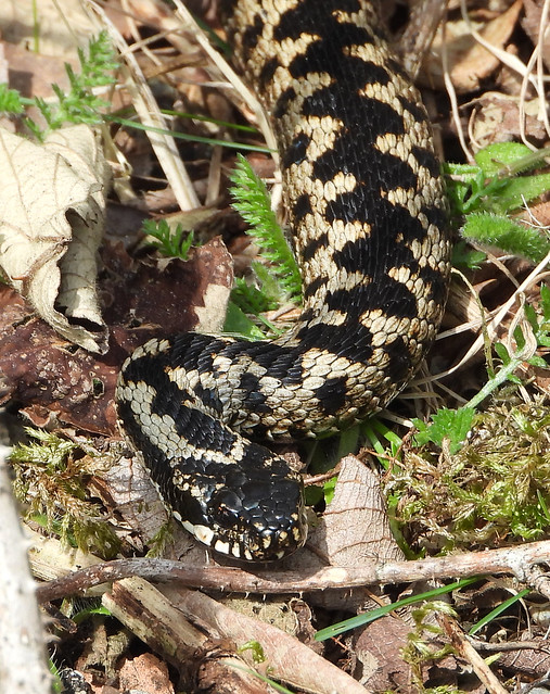 Male Adder, head and 