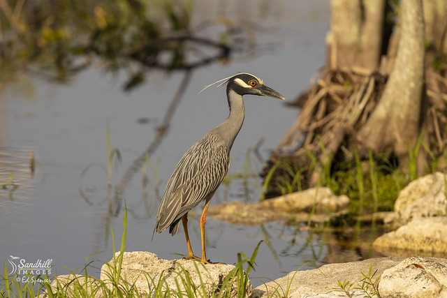 Yellow crowned night heron stalking the edges of a wetland pond