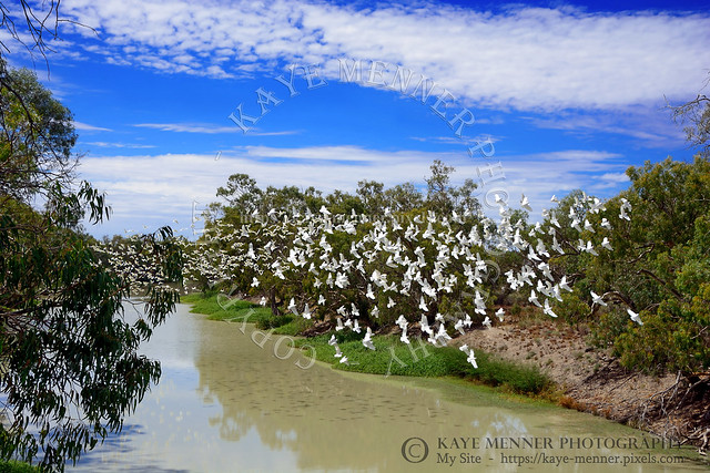 Corellas Over Darling River by Kaye Menner