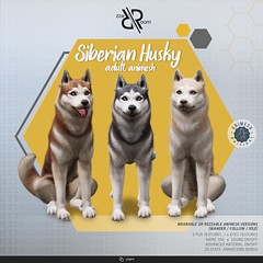 [REZZ ROOM]  Siberian Husky Animesh (Companion)