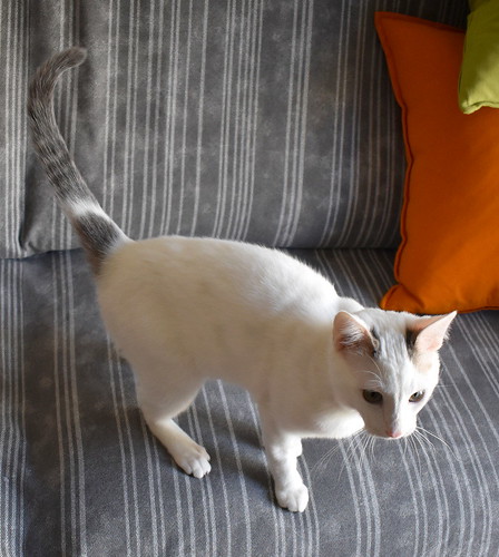 Anakin, gatito blanco con toques azules muy mimoso esterilizado, nacido en Septiembre´20, en adopción. Valencia. ADOPTADO.  51121647264_c01328b1f7