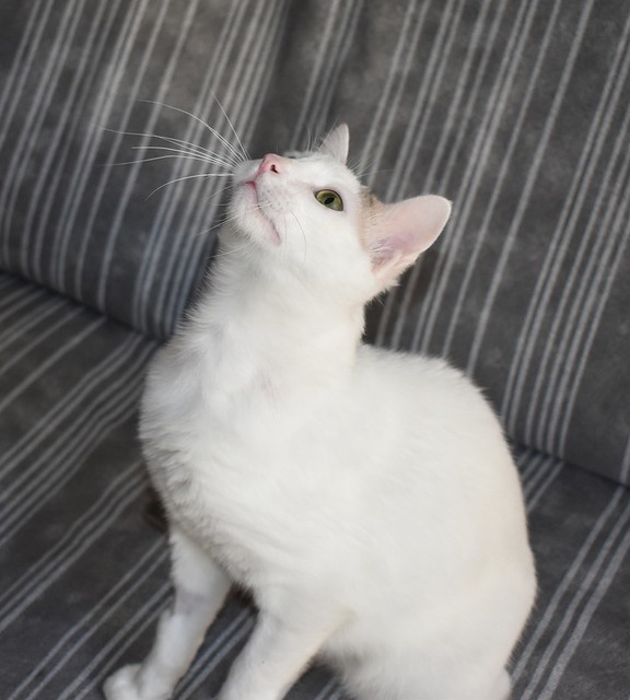 Anakin, gatito blanco con toques azules muy mimoso esterilizado, nacido en Septiembre´20, en adopción. Valencia. ADOPTADO.  51121648114_f8034b4559_z