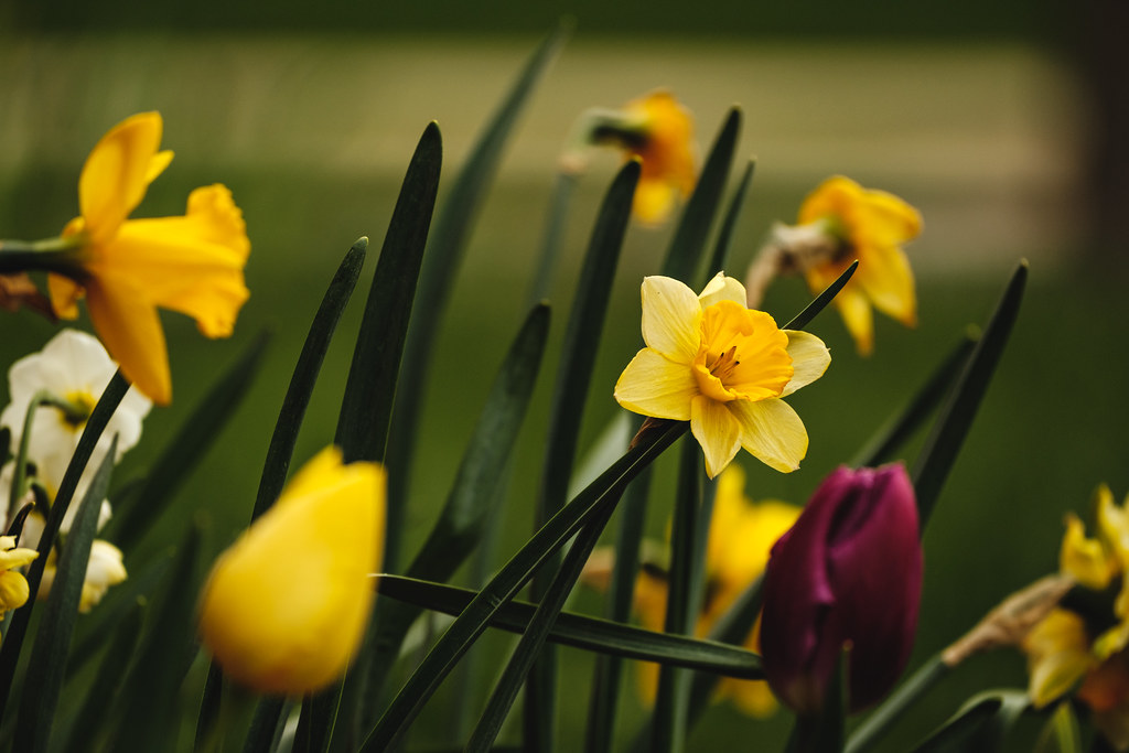 Spring Flowers | Andrew Seaman | Flickr