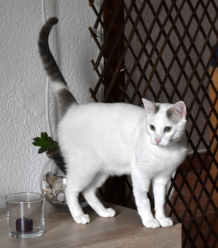Anakin, gatito blanco con toques azules muy mimoso esterilizado, nacido en Septiembre´20, en adopción. Valencia. ADOPTADO.  51121809318_0720befebd
