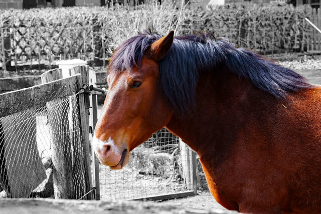 Equus caballus - Hauspferd