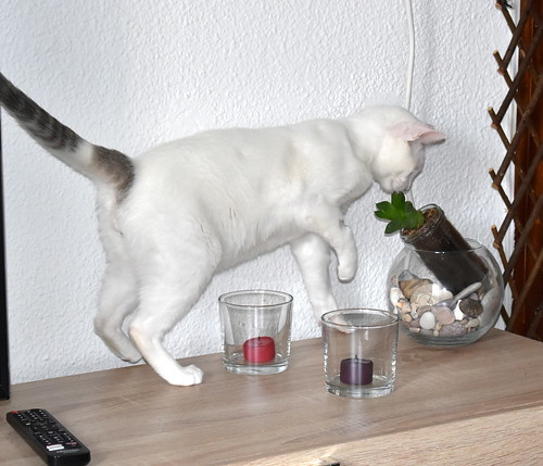 Anakin, gatito blanco con toques azules muy mimoso esterilizado, nacido en Septiembre´20, en adopción. Valencia. ADOPTADO.  51121903591_e8f7acde51