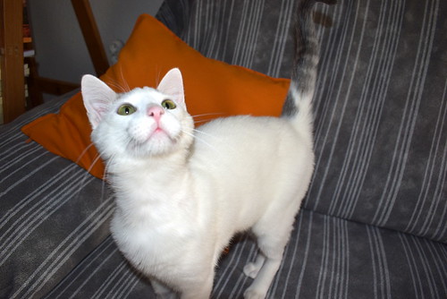 Anakin, gatito blanco con toques azules muy mimoso esterilizado, nacido en Septiembre´20, en adopción. Valencia. ADOPTADO.  51121903941_01b110051e
