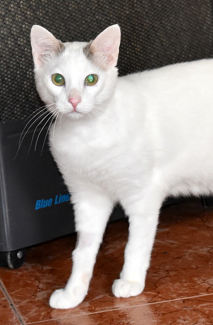 Anakin, gatito blanco con toques azules muy mimoso esterilizado, nacido en Septiembre´20, en adopción. Valencia. ADOPTADO.  51121905391_b57da5cd85_z