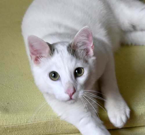 Anakin, gatito blanco con toques azules muy mimoso esterilizado, nacido en Septiembre´20, en adopción. Valencia. ADOPTADO.  51121905576_2a654dd8f0