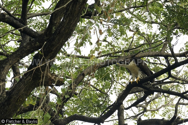 51690 A recently fledged Oriental Honey Buzzard (Pernis ptilorhynchus torquatus) still returns to the nest tree daily, Perak, Malaysia. Its grey eyes will eventually turn yellow. IUCN = Least Concern.