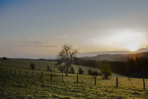 Sunrise around 7:30 am by Philippe BB, tree trees sunrise green sun spring blue sky