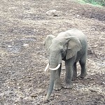 African bush elephant | Elefante-da-savana