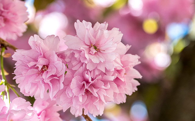 Springtime Pink Tree Blossoms 1 of 2