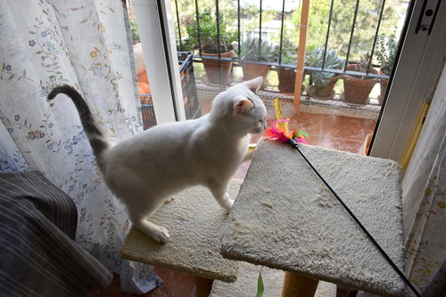 Anakin, gatito blanco con toques azules muy mimoso esterilizado, nacido en Septiembre´20, en adopción. Valencia. ADOPTADO.  51122694590_e72a410fda