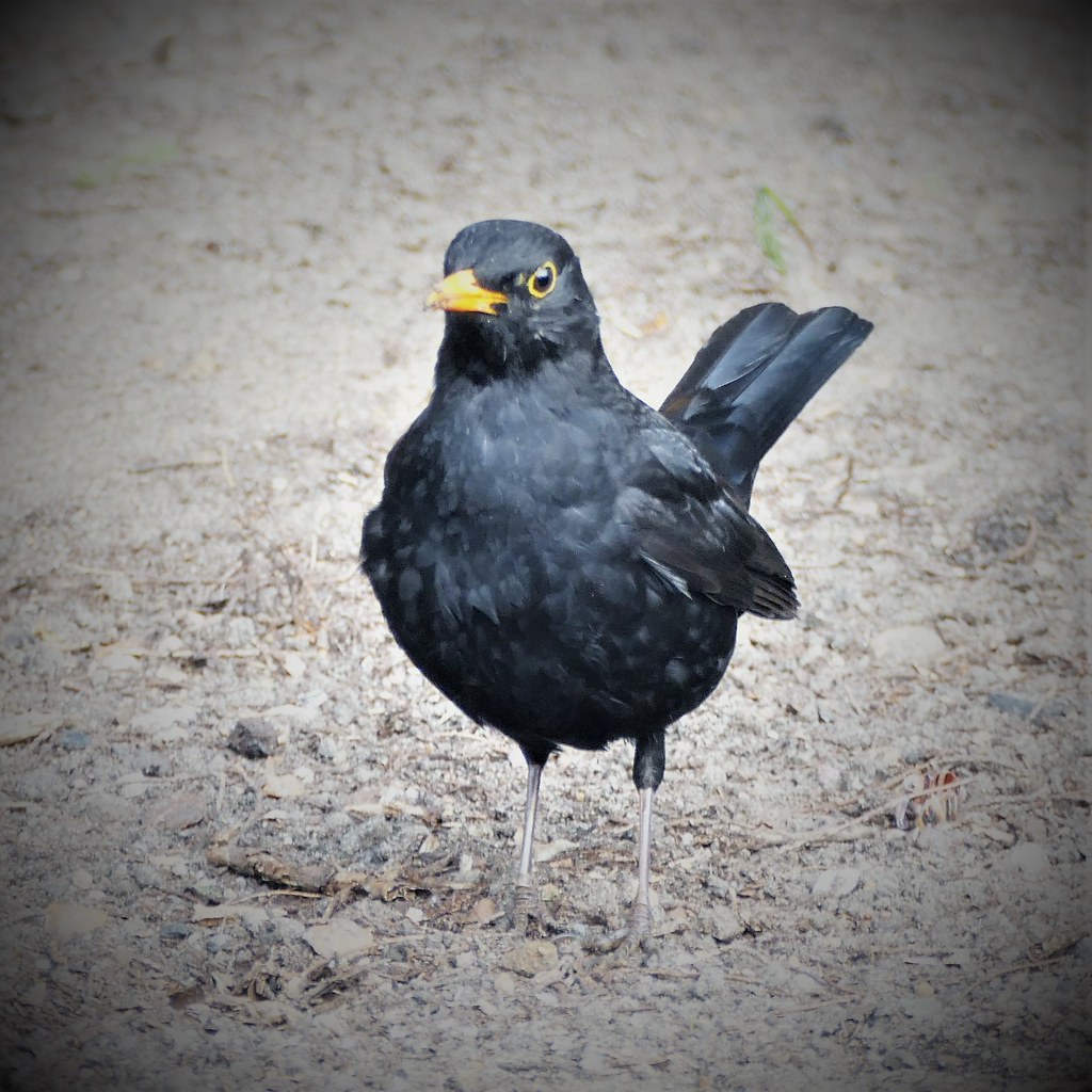 Blackbird. in my garden.Lumix FZ1000. P1290313