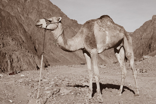 ¿Hubo camellos en la costa cerca de Antofagasta?  Si, en tiempos del guano llegaron hasta el Puerto de Cobija. 1846