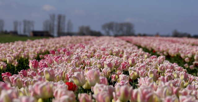 Tulip fields | Tulpenvelden