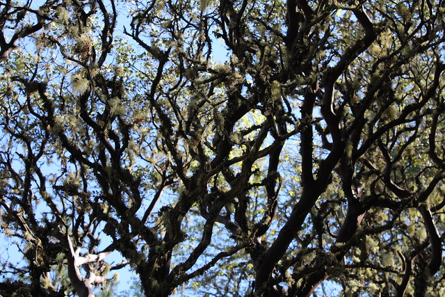 Manzanita goes all squiggly on us