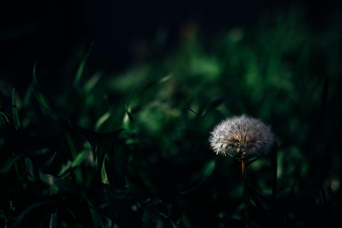 Close-up of a dandelion surrounded by the dark green grass | by Ivan Radic
