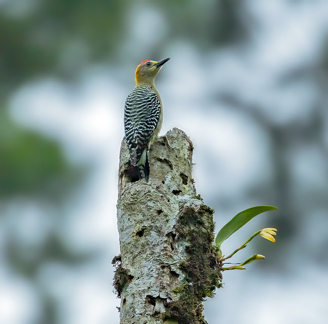 Hoffmann's woodpecker (Melanerpes hoffmannii)