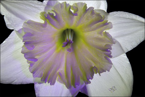 Daffodil under Three LED Lights | by ChipRossMaine