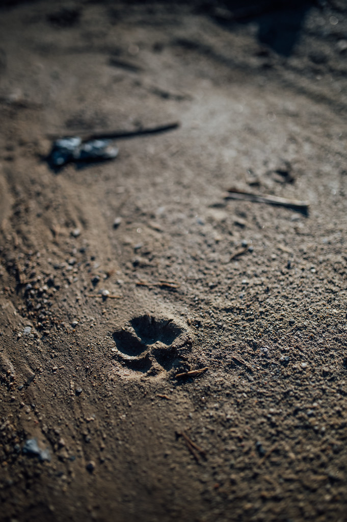 Close-up of a paw print in mud