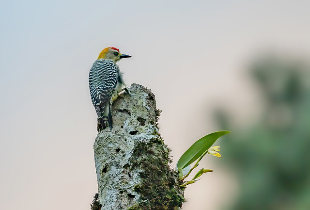Hoffmann's woodpecker (Melanerpes hoffmannii)