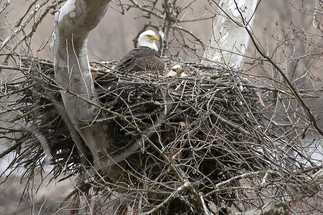 Eagles Nest 2
