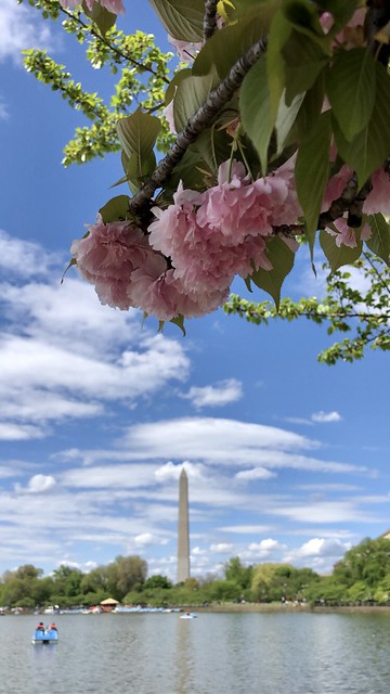 View of Washington Monument fr Tidal Basin - Washington D.C- April 2021 - #dc #washingtonDC #DistrictofColumbia #walkwithlocals #creativeDC #DowntownDC