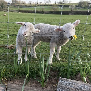 Photo of two lambs, with their heads poked through a wire fence so they can chew on the flowers of daffodils